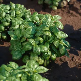 bazylia-wlasciwa-genovese-nasiona-ziol-duze-liscie-do-kuchni-wloskiej