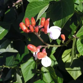 fasola-tyczna-painted-lady-nasiona-warzyw-dwubarwne-kwiaty-i-straki