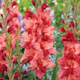 gladiolus-mieczyk-wielkokwiatowy-soul-5-szt-mieczyki-cebulki-mieczykow