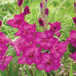 gladiolus-mieczyk-wielkokwiatowy-thalia-5-szt-mieczyki-cebulki-mieczykow
