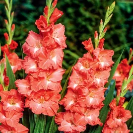 gladiolus-mieczyk-wielkokwiatowy-invictus-5-szt-mieczyki-cebulki-mieczykow