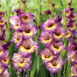 gladiolus-mieczyk-wielkokwiatowy-joplin-5-szt-mieczyki-cebulki-mieczykow