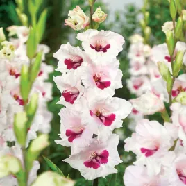 mieczyk-wielkokwiatowy-cera-corsage-5-szt-mieczyki-cebulki-mieczykow