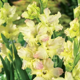 mieczyk-wielkokwiatowy-cera-fearless-5-szt-mieczyki-cebulki-mieczykow