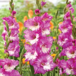 mieczyk-wielkokwiatowy-cera-corfinio-5-szt-mieczyki-cebulki-mieczykow