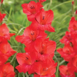 gladiolus-mieczyk-wielkokwiatowy-berlioz-5-szt-mieczyki-cebulki-mieczykow