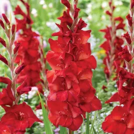 mieczyk-wielkokwiatowy-joska-bruin-5-szt-mieczyki-cebulki-mieczykow