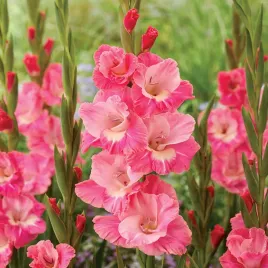 gladiolus-mieczyk-wielkokwiatowy-cilesta-5-szt-mieczyki-cebulki-mieczykow
