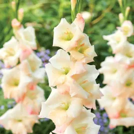 gladiolus-mieczyk-wielkokwiatowy-careless-5-szt-mieczyki-cebulki-mieczykow