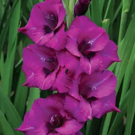 mieczyk-wielkokwiatowy-purple-diamond-5-szt-mieczyki-cebulki-mieczykow