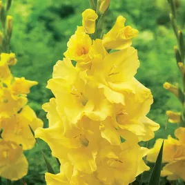 gladiolus-mieczyk-wielkokwiatowy-yellowa-5-szt-mieczyki-cebulki-mieczykow