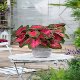 caladium-kaladium-widfire-1-szt-sadzonka-bulwa-ozdobne-liscie