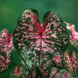 caladium-kaladium-dots-delight-1-szt-sadzonki-bulwy-ozdobne-liscie