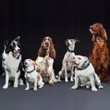 torba-transporter-dla-psa-do-7kg-john-dog-kolor-czarny