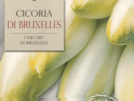 cykoria-di-bruxelles-niskokaloryczne-warzywo-nasiona