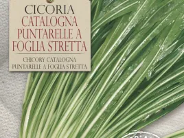 cykoria-catalogna-puntarelle-a-foglia-stretta-zdrowe-warzywo
