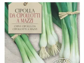 cebula-da-cipolla-a-mazzi-ladodny-smak-nasiona-bavicchi