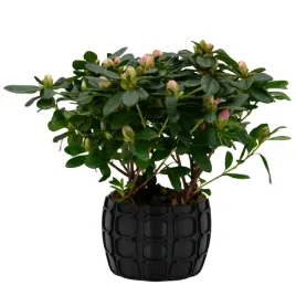 oslonka-na-doniczke-85125-cm-czarna