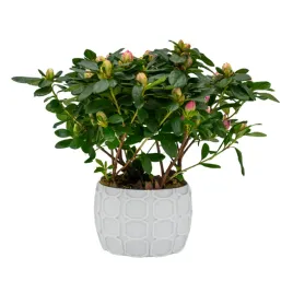 oslonka-na-doniczke-85x125-cm-biala