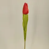 tulipan-pojedynczy-m561-5-czerwony-stan-nowy