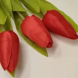 tulipan-pojedynczy-m561-5-czerwony-wysokosc-maksymalna-34-cm