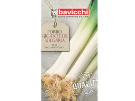 por-gigante-de-bulgaria-wczesna-nasiona-bavicchi