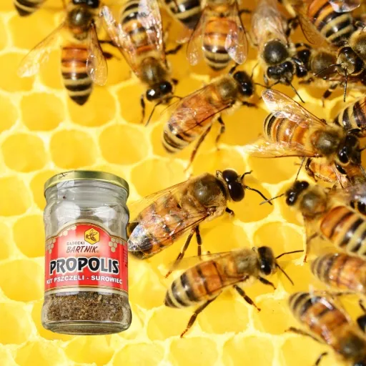 propolis-surowiec-50g-bartnik-kit-pszczeli-marka-bartnik-sadecki