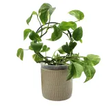 podporka-do-roslin-kolo-rodzaj-drabinka