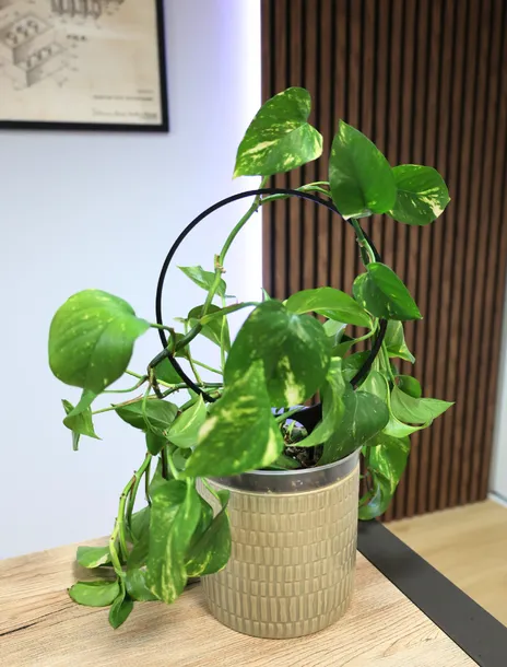 podporka-do-roslin-kolo-kod-produktu-prk-1