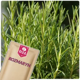 51seed-d22-rozmaryn-aromatyczna-roslina-wieloletnia-ziola-nasiona-ziol-01g