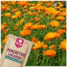 51seed-d19-nagietek-lekarski-pacific-beauty-mix-ziola-nasiona-ziol-1g