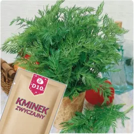 51seed-d10-kminek-zwyczajny-roslina-dwuletnia-ziola-nasiona-ziol-1g