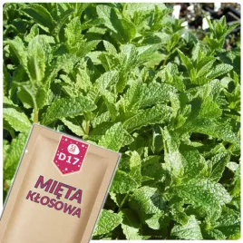 51seed-d17-mieta-klosowa-roslina-wieloletnia-ziola-nasiona-ziol-01g