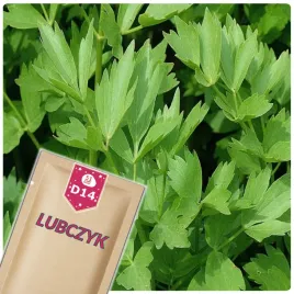 51seed-d14-lubczyk-ogrodowy-roslina-wieloletnia-ziola-nasiona-ziol-1g