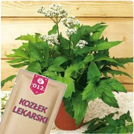 51seed-d12-kozlek-lekarski-waleriana-ziolo-dwuletnie-nasiona-ziol-02g