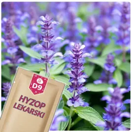 51seed-d9-hyzop-lekarski-roslina-wieloletnia-ziola-nasiona-ziol-05g