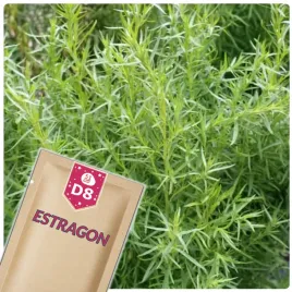 51seed-d8-estragon-roslina-wieloletnia-ziola-nasiona-ziol-01g