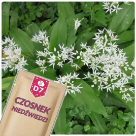 51seed-d7-czosnek-niedzwiedzi-mrozoodporny-ziola-nasiona-ziol-025g
