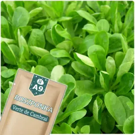 51seed-a9-roszponka-verte-de-cambrai-idealna-do-salatek-nasiona-warzyw-1g