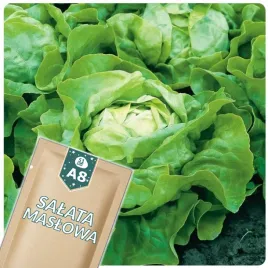 51seed-a8-salata-maslowa-krolowa-majowych-wczesna-odmiana-nasiona-warzyw-2g