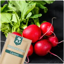 51seed-a7-rzodkiewka-carmen-wczesna-bardzo-plenna-nasiona-warzyw-10g