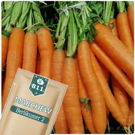 51seed-b11-marchew-jadalna-berlikumer-2-pozna-odmiana-nasiona-warzyw-5g