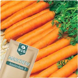 51seed-b10-marchew-jadalna-amsterdam-3-wczesna-odmiana-nasiona-warzyw-5g