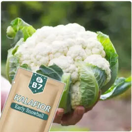 51seed-b7-kalafior-early-snowball-x-bardzo-wczesny-nasiona-warzyw-1g