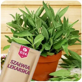 51seed-d24-szalwia-lekarska-roslina-wieloletnia-ziola-nasiona-ziol-1g