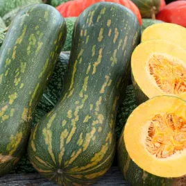dynia-pizmowa-lunga-di-napoli-nasiona-warzyw-dlugie-aromatyczne-owoce
