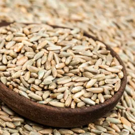 zyto-ozime-nasiona-na-poplon-zielony-nawoz-poprawa-gleby