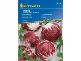 cykoria-salatowa-indigo-fioletowa-nasiona-kiepenkerl