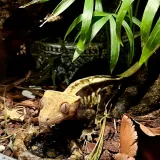gecko-nutrition-papaja-50g-marka-gecko-nutrition