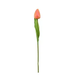 tulipan-galazka-pomaranczowa